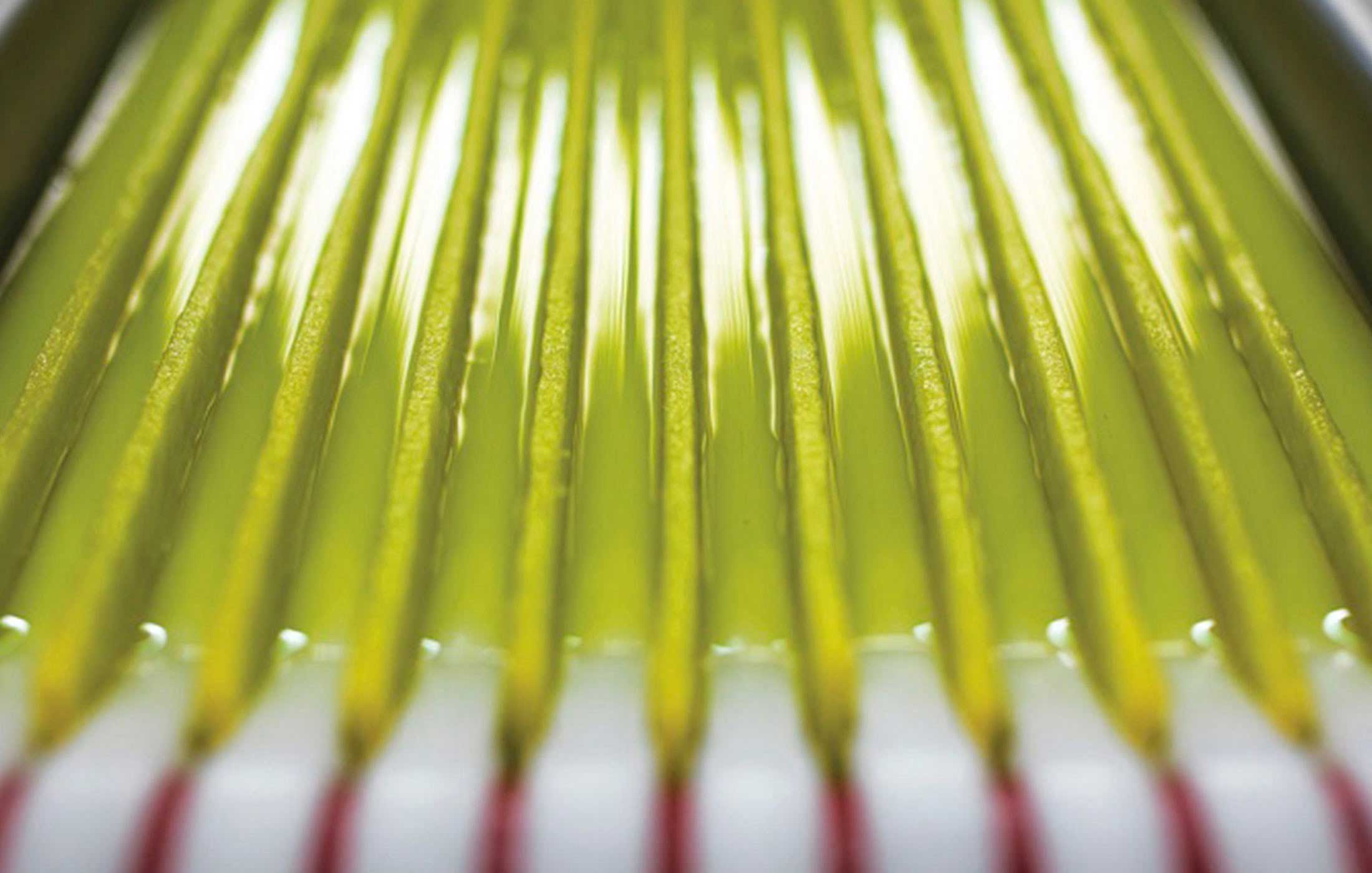 Olio EVO filtrato